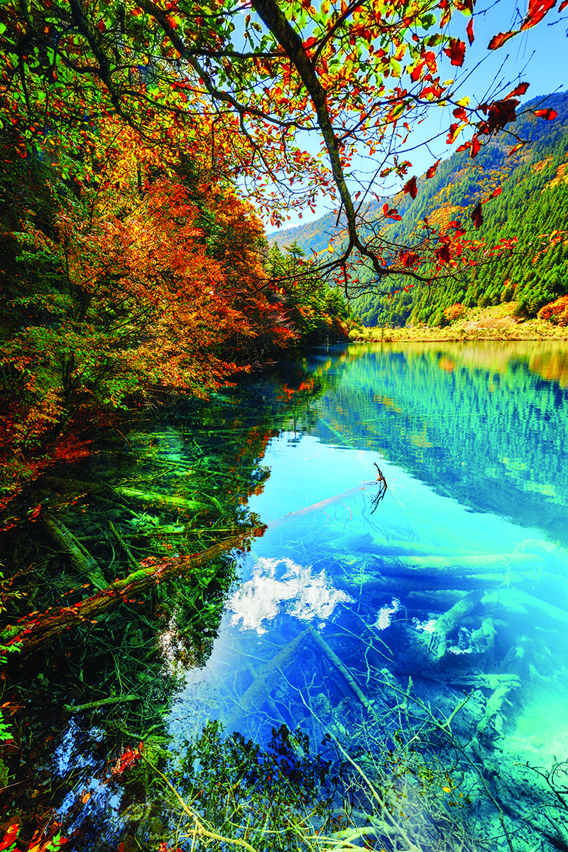 Fantastic autumn landscape. Amazing lake with azure crystal clear water among colorful fall woods in the Shuzheng Valley, Jiuzhaigou nature reserve, China. Submerged tree trunks are visible in water.
