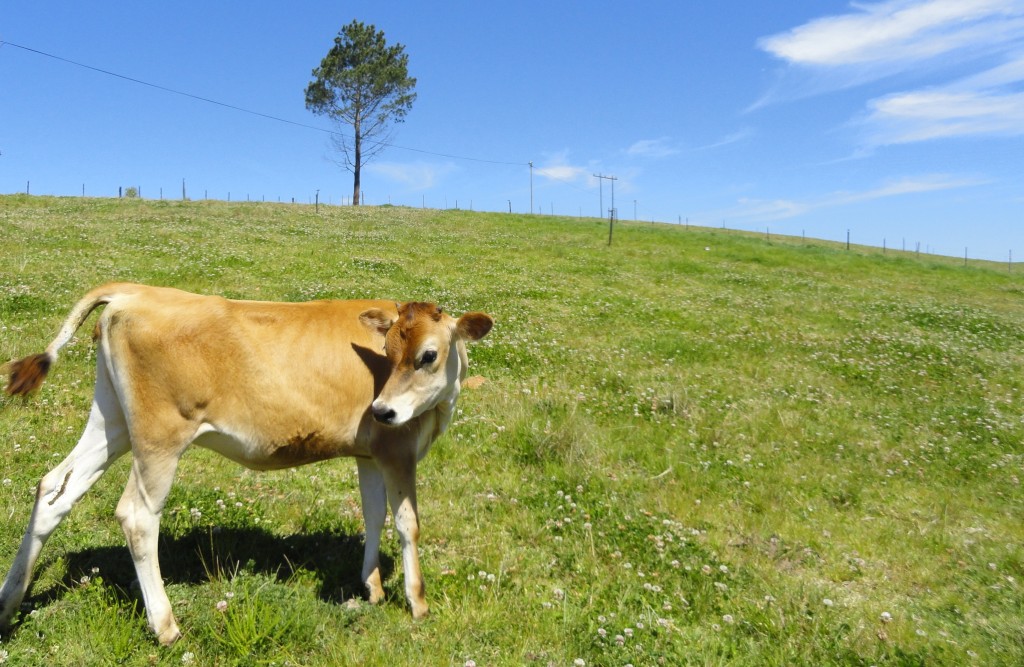 grass cow