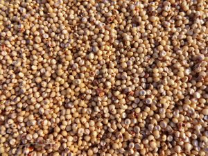 sorghum-275258_1920