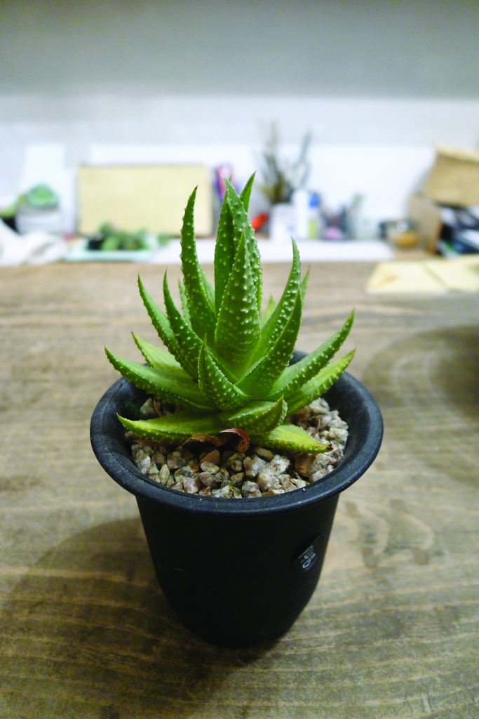 Aloe vera plant, ideal for Hong Kong rooftops and balconies.