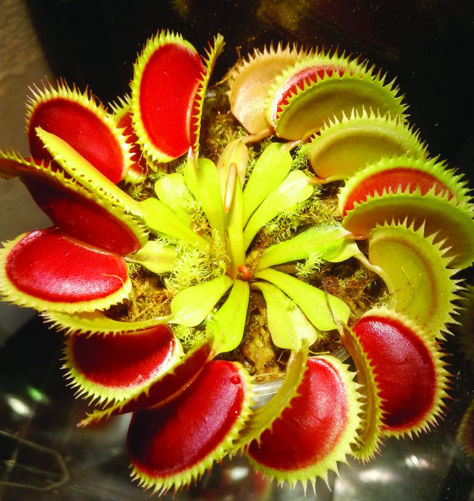 Venus flytrap, a carnivorous plant that eats insects.