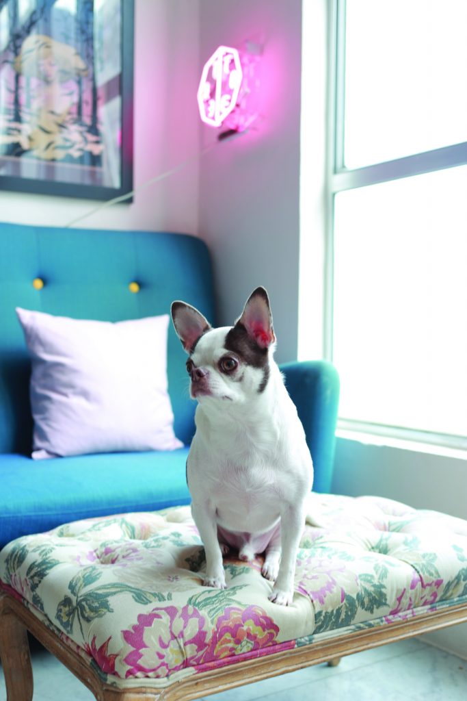 A dog sitting on a colourful cushion.