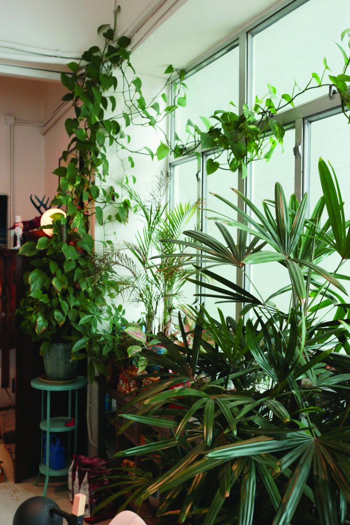 Several green plants in Thierry Chow's apartment in Hong Kong.