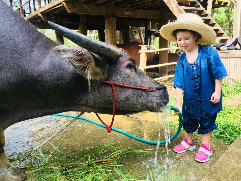 A young girl bathes a water buffalo at a family wellness holiday in Chiang Mai.