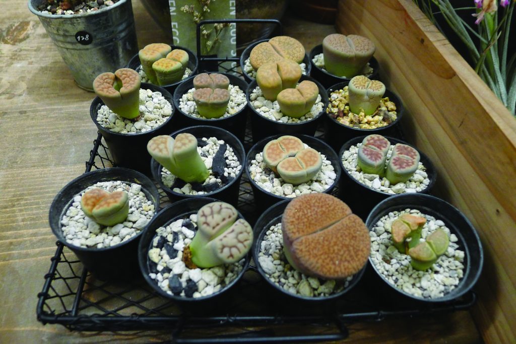 Lithops or butt plants