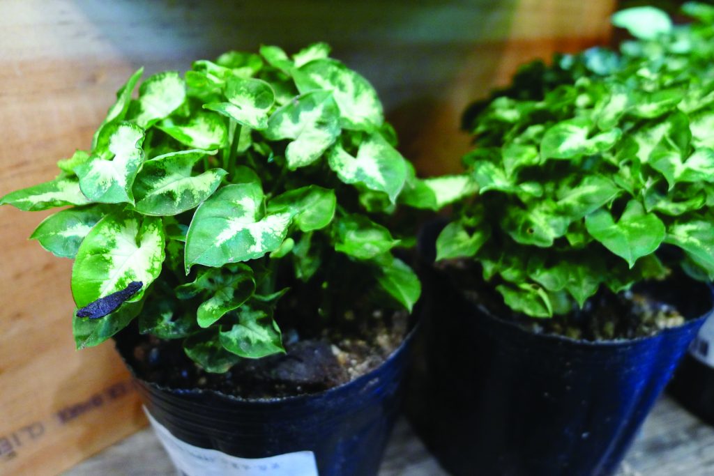 Arrowhead plant suits Hong Kong apartments with low light