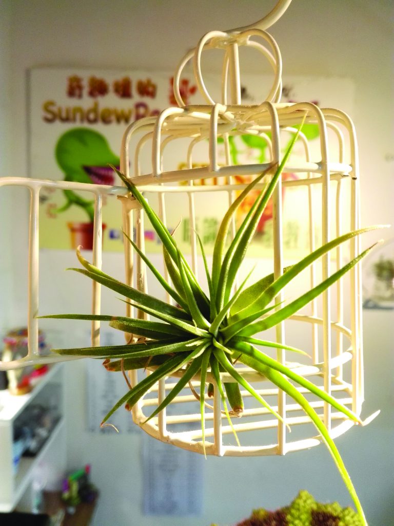 A tillandsia brachycaulos plant