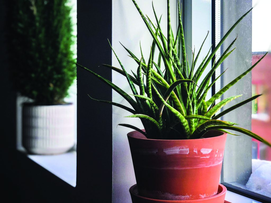 A plant sits on a windowsill.