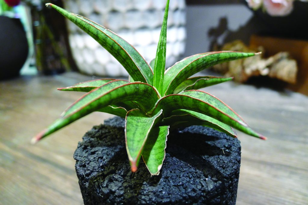 Snake plants or sansevieria trifasciata clean polluted air in your home.