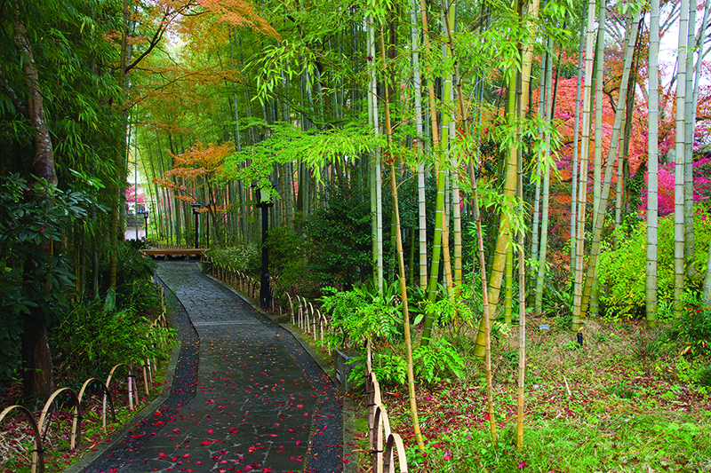 A part of the Izu Geo Trail, a health and wellness option for people visiting Tokyo. 