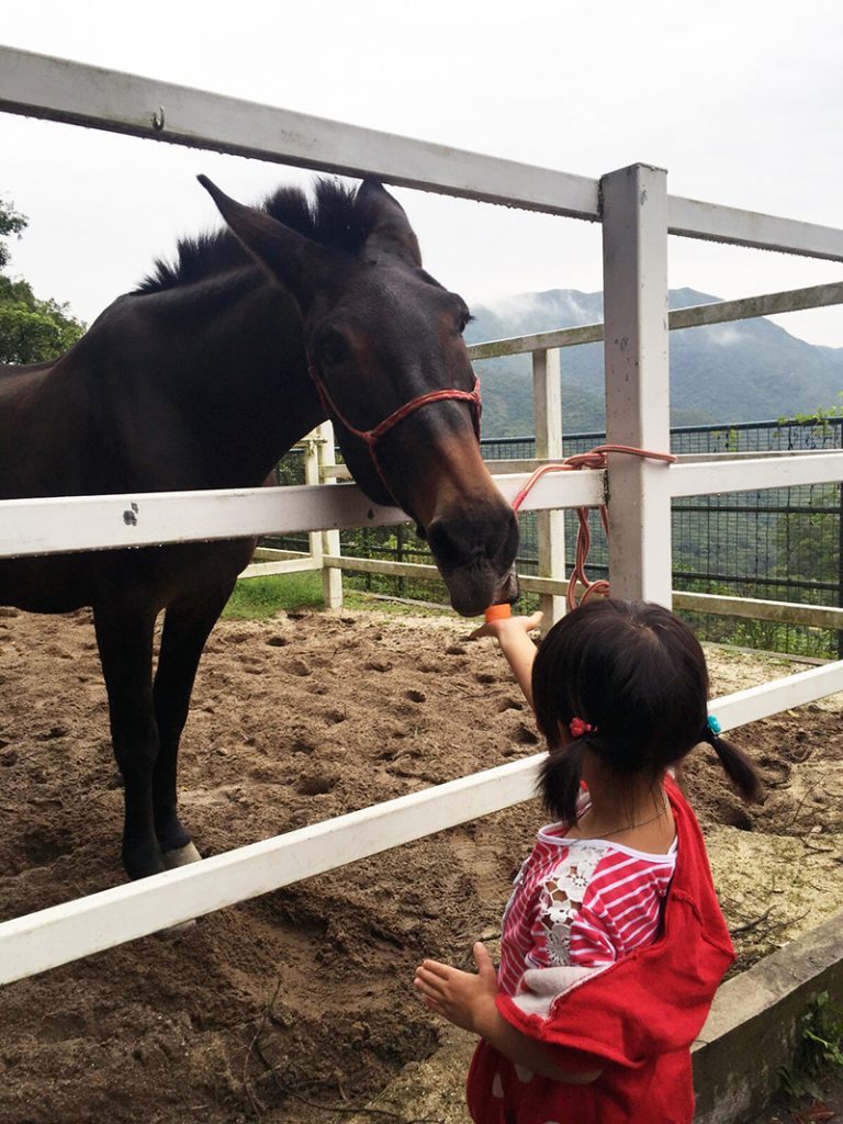 A small girl feeds a horse at Kadoorie Farm, a family friendly wildlife sanctuary in Hong Kong.