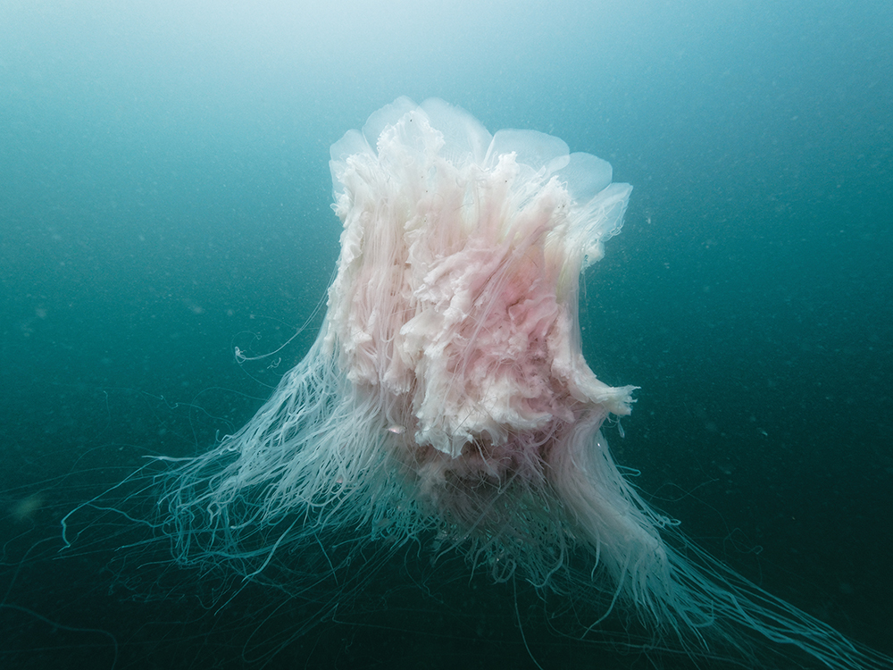 A pink jellyfish, seen while scuba diving in Hong Kong