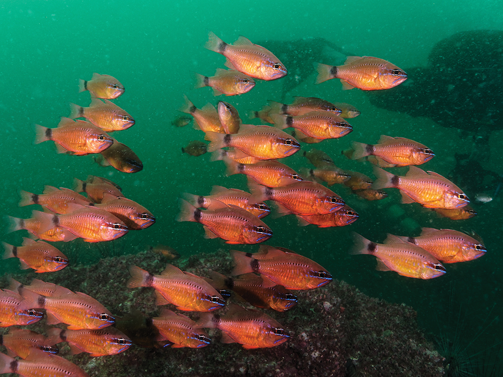 a school of orange fish, seen while scuba diving in hong kong