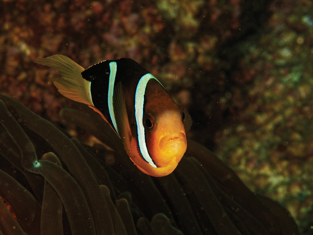 a clownfish