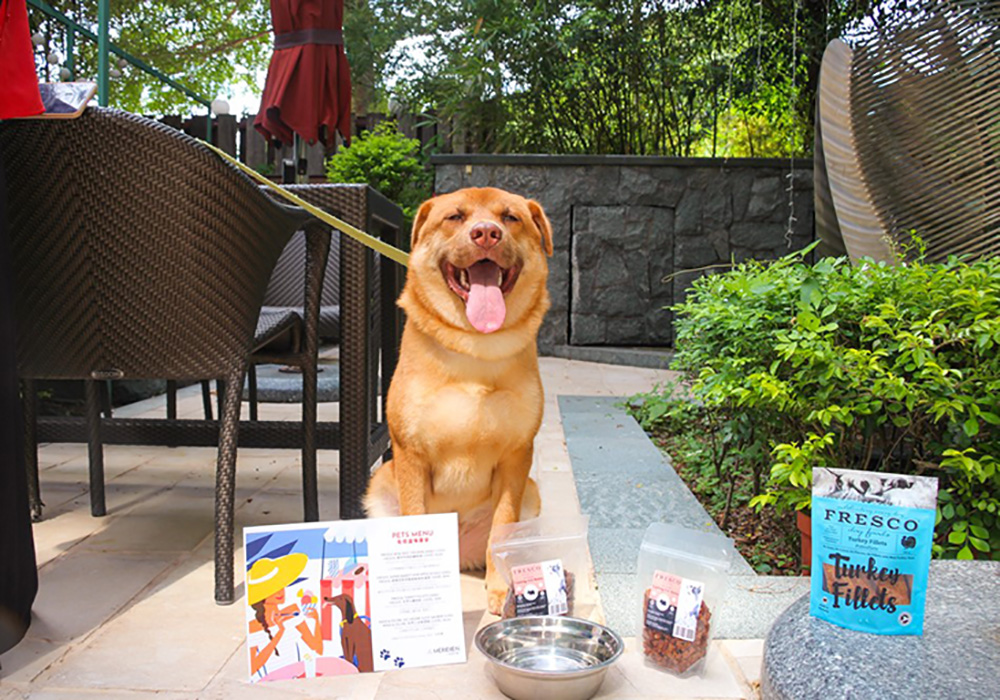 are dogs allowed in restaurants in hong kong