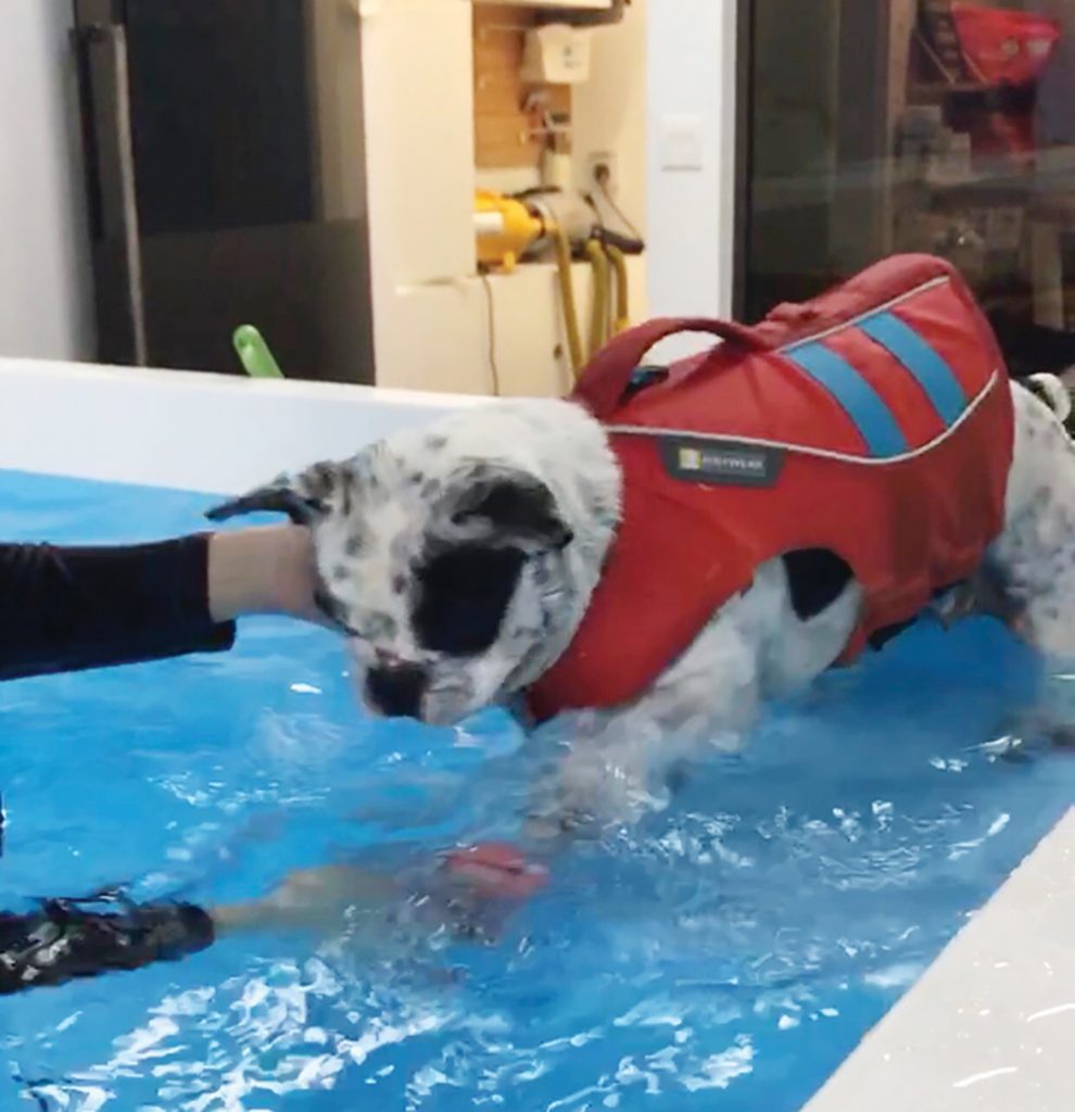 A dog enters a hydrotherapy bath at HEAL, an alternative pet wellness treatment in Hong Kong.