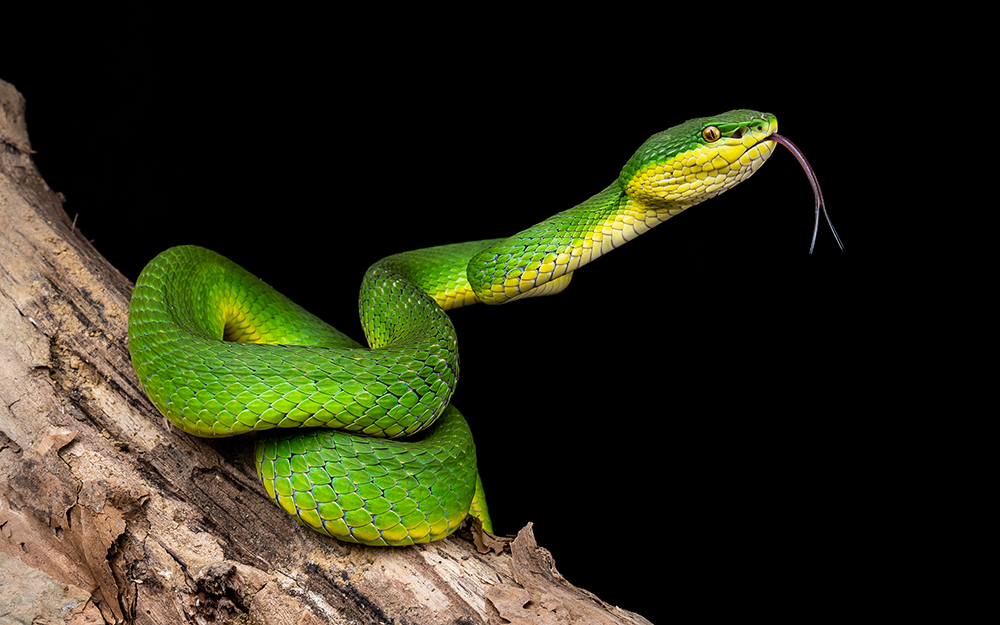 Everything You Need to Know About Snakes